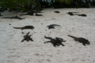 Lots of marine iguanas