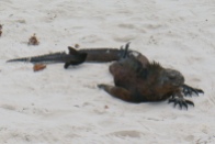 Darwin Finch and marine iguana