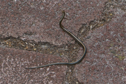 Snake on the path