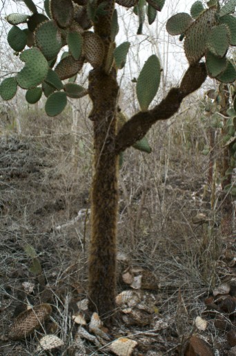 Young opuntia cactus tree