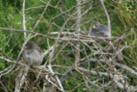 Darwin finches