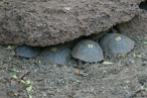 Baby giant tortoises