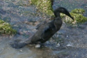 Flightless cormorant
