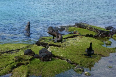 Sea lions and flightless cormorant