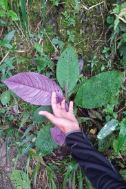 Leaves of this plant are a deep purple on the underside
