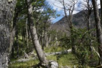Forest South of Perito Moreno