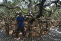 Root of the worlds largest cashew tree