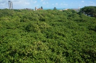 Worlds largest cashew tree, yes that is one tree and not a forrest!